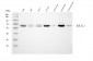 Anti-IRBIT/AHCYL1 Antibody Picoband™ (monoclonal, 2E7D9)
